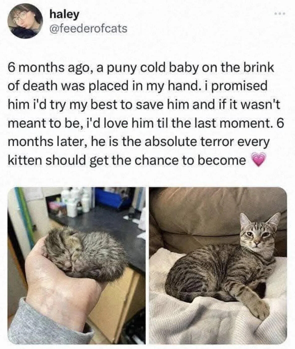 A heartwarming tweet by Haley (@feederofcats) documenting the 6-month recovery of a rescued kitten. The tweet features two对比 photos: the first shows a tiny, frail kitten being gently held in a hand, described as 'a puny cold baby on the brink of death'; the second shows the same kitten now healthy, lying comfortably on a couch, referred to as 'the absolute terror every kitten should get the chance to become'. The accompanying text details the promise to save and love the kitten, highlighting the emotional journey from near-death to a thriving, playful pet.