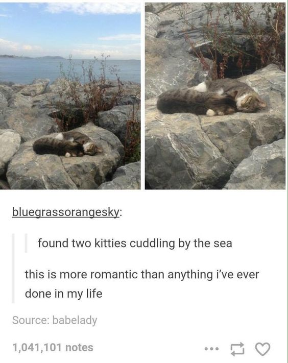 This image is a screenshot of a viral Tumblr post with two side-by-side photographs. The left photo shows a grey and white tabby cat curled asleep on grey rocky shoreline, with the ocean and blue sky in the background, making it look like a single cat. The right close-up photo reveals there are actually two cats cuddled together so tightly they appeared to be one animal in the first shot. Under the photos, a Tumblr user post reads that the poster found these two kitties cuddling by the sea, and the scene is more romantic than anything the poster has ever done in their own life. The post shows it has over 1 million notes, with original source credited to user babelady.