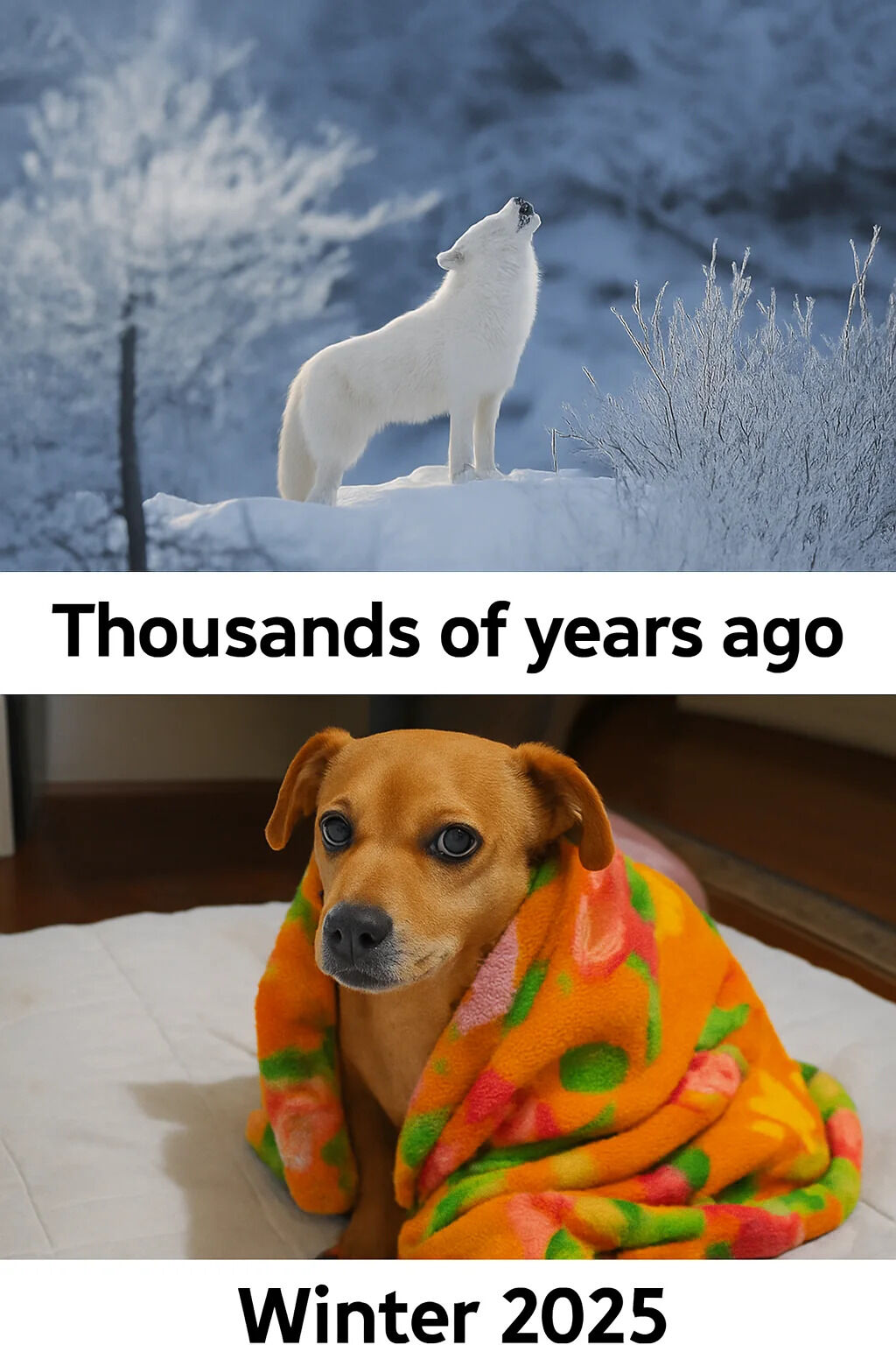 A two-panel comparison meme. The top panel depicts a white wolf howling atop a snow-covered ridge in a wintry landscape, accompanied by the text 'Thousands of years ago,' symbolizing the wild, untamed ancestor of modern dogs. The bottom panel shows a small brown dog wrapped in a vibrant orange floral blanket, sitting comfortably indoors, with the text 'Winter 2025,' humorously contrasting the wolf's primal survival with the domesticated dog's cozy, pampered lifestyle in contemporary winter. The meme playfully highlights the evolution from wild, harsh existence to comfortable, domesticated life over millennia.