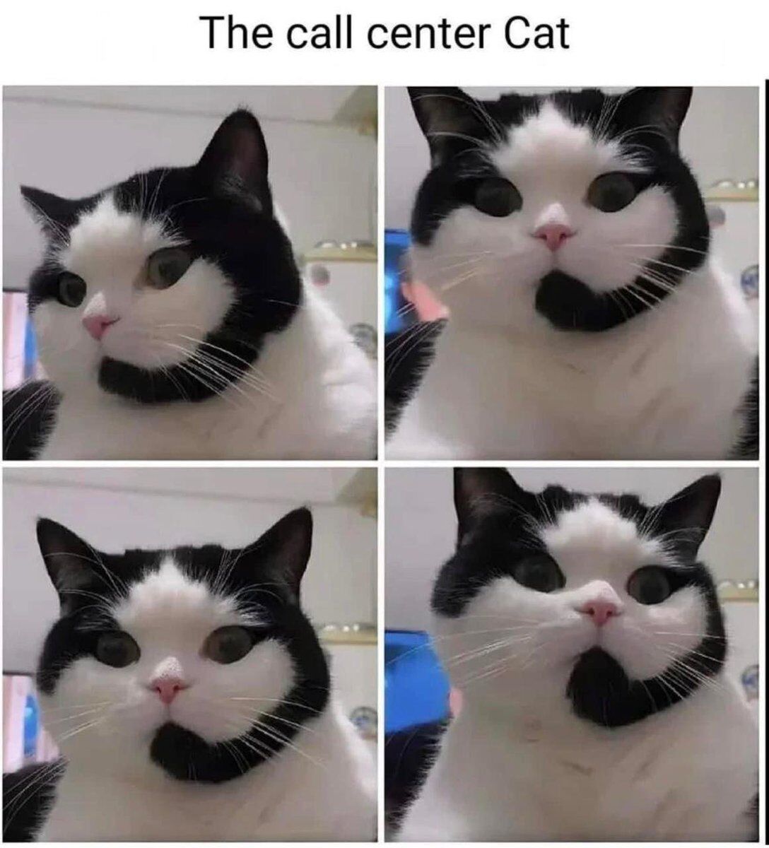 This is a 4-panel wholesome meme featuring a real black and white domestic cat. The cat's unique facial markings (a dark fur patch resembling a call center headset/mouthpiece) and subtle head movements across the four panels anthropomorphize it as a call center agent engaged in a phone conversation. Each panel shows the cat shifting its gaze slightly, giving the impression of listening intently to a caller. The meme uses cute animal imagery to create a relatable, lighthearted take on workplace customer service scenarios, emphasizing a wholesome and funny tone.