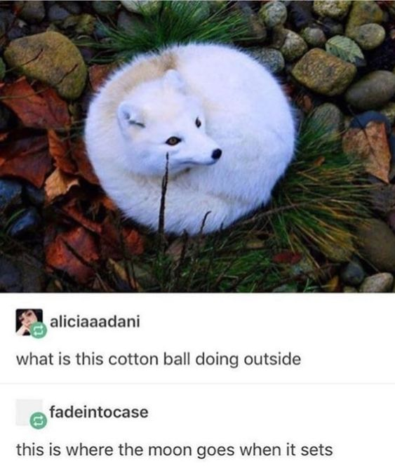 This meme pairs a real photograph of an arctic fox curled tightly into a fluffy, round ball (resting on rocks, dry leaves, and grass) with a two-part X.com comment thread. The first user jokes, *"what is this cotton ball doing outside"*, comparing the fox's soft, white appearance to a cotton ball. The second user delivers a whimsical punchline: *"this is where the moon goes when it sets"*, leaning into the fox's round, pale, moon-like shape. The meme is lighthearted and wholesome, using silly, creative comparisons to highlight the animal's cute, unusual form.