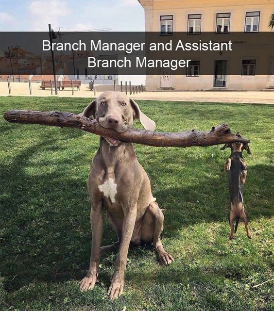 This meme features a real photo of two dogs in an outdoor grassy area: a large Weimaraner sitting calmly, holding a thick, long wooden branch in its mouth. To the right, a small dachshund stands behind the far end of the branch, creating a forced perspective optical illusion that makes it look like the small dog is helping carry the branch. Overlaid at the top of the image is the text: 'Branch Manager and Assistant Branch Manager'. The core joke is a pun: the word 'branch' refers both to the wooden branch the dogs appear to share, and a corporate branch (a division of a company), assigning the workplace job titles to the dogs to mirror their visual dynamic—with the larger dog as the manager and the smaller one as the assistant. The meme is wholesome and lighthearted, playing on the relatable workplace hierarchy through a cute animal visual gag.