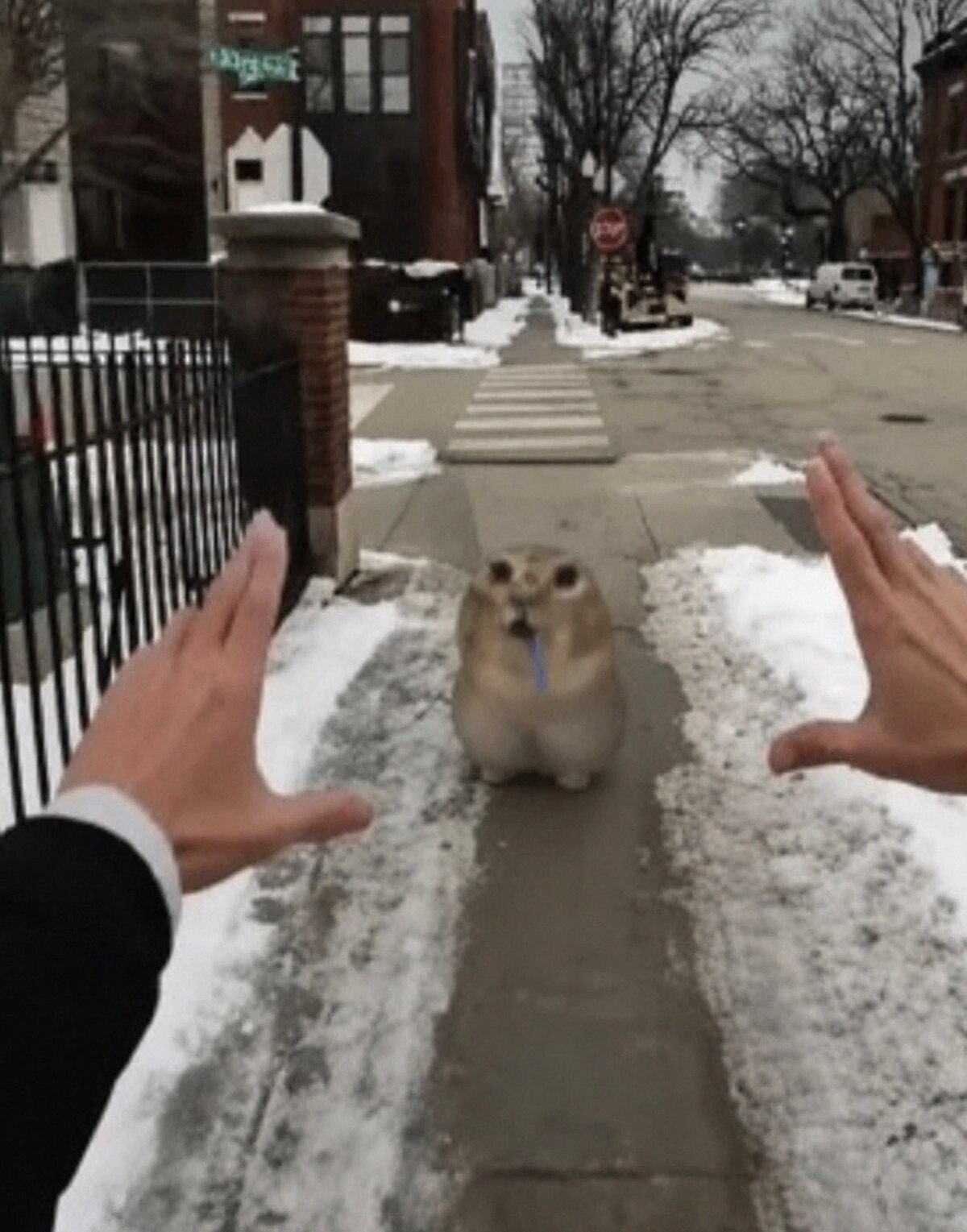 The image is shot from a first-person perspective on a snow-dusted urban sidewalk in winter. Two human hands are held up on the left and right edges of the foreground, positioned as if framing or preparing to 'capture' the subject in the distance. The subject is a chubby, small lemming/ground squirrel with an exaggerated shocked, wide-eyed, open-mouthed expression, with a tiny blue object sticking out of its mouth, sitting in the center of the sidewalk. The background shows a crosswalk, stop sign, bare deciduous trees, brick residential buildings, and parked cars down the street. The humor comes from the overly dramatic framing of a random small startled animal, making the mundane casual encounter feel like an important or epic moment.