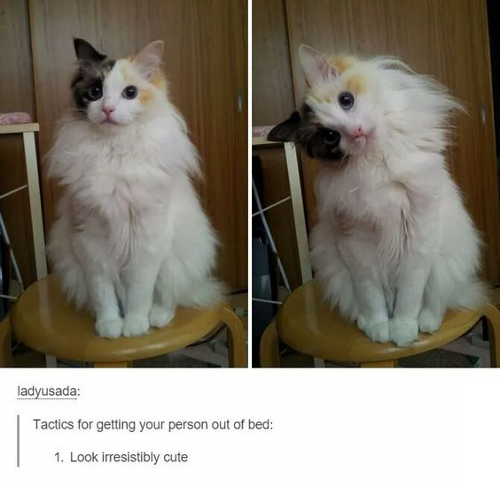 This is a two-panel meme featuring a fluffy chimera cat with distinct two-toned facial markings. In the first panel, the cat sits neatly on a small wooden stool with a calm, sweet expression. In the second panel, it tilts its head dramatically, with its fur slightly ruffled, looking adorably silly and endearing. Below the panels, a caption from user `ladyusada` reads: 

`Tactics for getting your person out of bed: 1. Look irresistibly cute`

The humor comes from anthropomorphizing the cat's natural cute behaviors as intentional, strategic "tactics" to persuade their human to get up—playing on the relatable experience of cat owners being charmed by their pets' antics to provide care or attention.