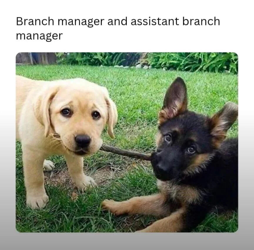 A meme featuring two puppies on a grassy lawn. On the left, a yellow Labrador puppy stands calmly with a stick in its mouth, appearing to be the 'branch manager.' On the right, a black and tan German Shepherd puppy lies on the grass, holding the other end of the stick with an alert, curious expression, representing the 'assistant branch manager.' The text above the image reads 'Branch manager and assistant branch manager,' humorously comparing the puppies' gentle tug-of-war dynamic to workplace hierarchy, where the 'manager' (standing) and 'assistant' (lying) collaborate playfully.