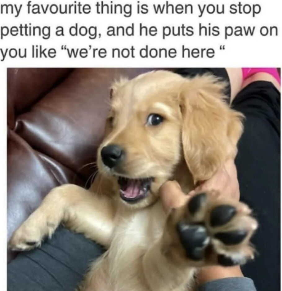 This meme pairs top text with a photograph of a young golden retriever puppy. The text at the top reads: "my favourite thing is when you stop petting a dog, and he puts his paw on you like \"we're not done here\" ". The photo below shows a happy, light golden-furred puppy being held by a person, with one front paw extended towards the holder as if demanding to be petted more. The puppy has an open, excited playful expression, and is positioned on a brown leather couch next to a person's lap, with partial views of the person's hands and clothing visible.