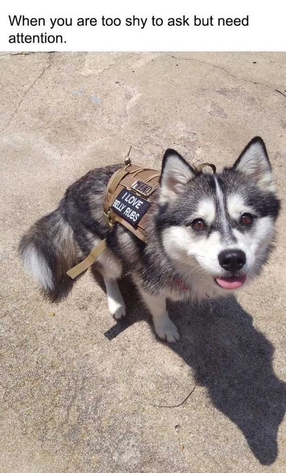 This image features a small, fluffy husky-mix dog standing on a cracked concrete surface, looking up at the viewer with a playful, eager expression (tongue slightly out, warm wide eyes). The dog is wearing a tan tactical-style harness that has a black patch with white text reading 'I LOVE BELLY RUBS'. Above the dog, a caption states 'When you are too shy to ask but need attention.' The humor and relatability come from personifying the dog as someone who is socially anxious about directly requesting affection, so uses an indirect, clear method (the harness patch) to communicate their desire. It's a wholesome meme that taps into the universal experience of being shy to ask for what you want while craving connection or attention.