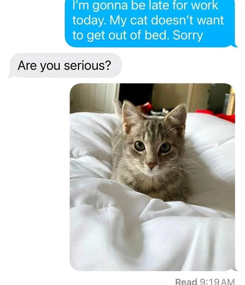 The image features a chat interface with two text bubbles above a photo of a cat. The blue bubble reads, 'I'm gonna be late for work today. My cat doesn't want to get out of bed. Sorry,' and the gray bubble replies, 'Are you serious?' Below the chat is a photo of a gray tabby cat lying on a white bed, looking directly at the camera with a calm expression. The meme humorously presents the cat as a relatable, lighthearted excuse for workplace lateness, combining everyday pet behavior with a fictional chat scenario.