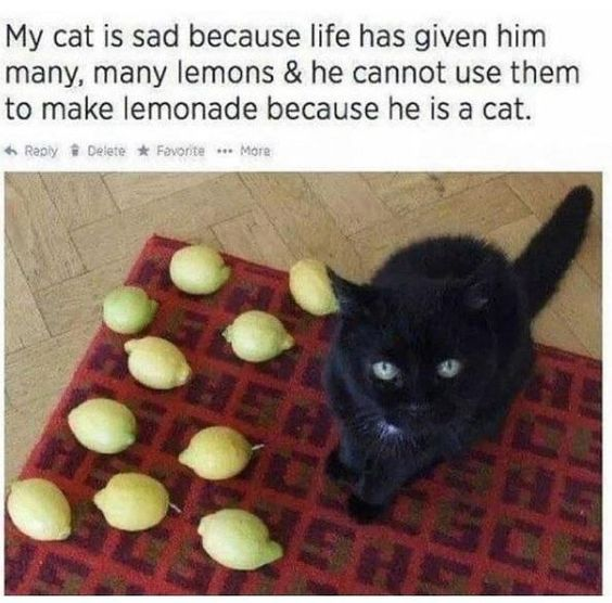 This meme features a black cat with a sad, tired expression sitting on a red patterned rug surrounded by multiple yellow lemons. The core humor comes from a pun on the well-known English idiom "when life gives you lemons, make lemonade"—the text explains the cat is sad because life has given it lemons, but as a cat, it lacks the ability to make lemonade, so it can't follow the idiom's positive advice. This creates a silly, relatable vibe of helplessness, framing the cat's situation as a funny take on human frustrations when faced with unresolvable small problems.