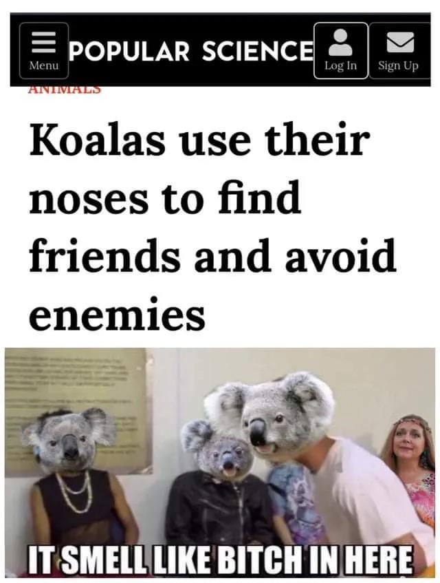 A meme combining a fake 'Popular Science' Animals section header with a humorous image. The top section displays the text 'Koalas use their noses to find friends and avoid enemies,' mimicking a scientific fact. Below is a photograph of several people wearing koala masks, with the overlaid text 'IT SMELL LIKE BITCH IN HERE,' creating a sarcastic and funny contrast between the正经 scientific claim and the vulgar, relatable reaction, implying the koala-nosed people are detecting a negative smell.
