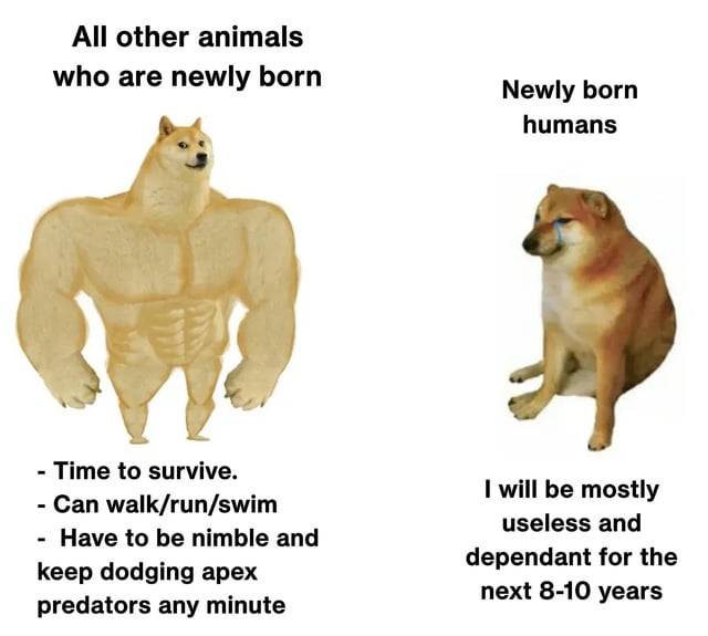 A two-panel comparison meme featuring Shiba Inu dogs to humorously contrast the survival skills of newborn animals versus human infants. The left panel shows an exaggerated muscular, anthropomorphic Shiba Inu with the text 'All other animals who are newly born' above it. Below the image are bullet points: '- Time to survive. - Can walk/run/swim - Have to be nimble and keep dodging apex predators any minute.' The right panel features a sad, crying Shiba Inu (with a tear graphic) labeled 'Newly born humans' above, and the text below reads 'I will be mostly useless and dependant for the next 8-10 years.' The meme uses visual exaggeration and relatable biological differences for comedic effect.