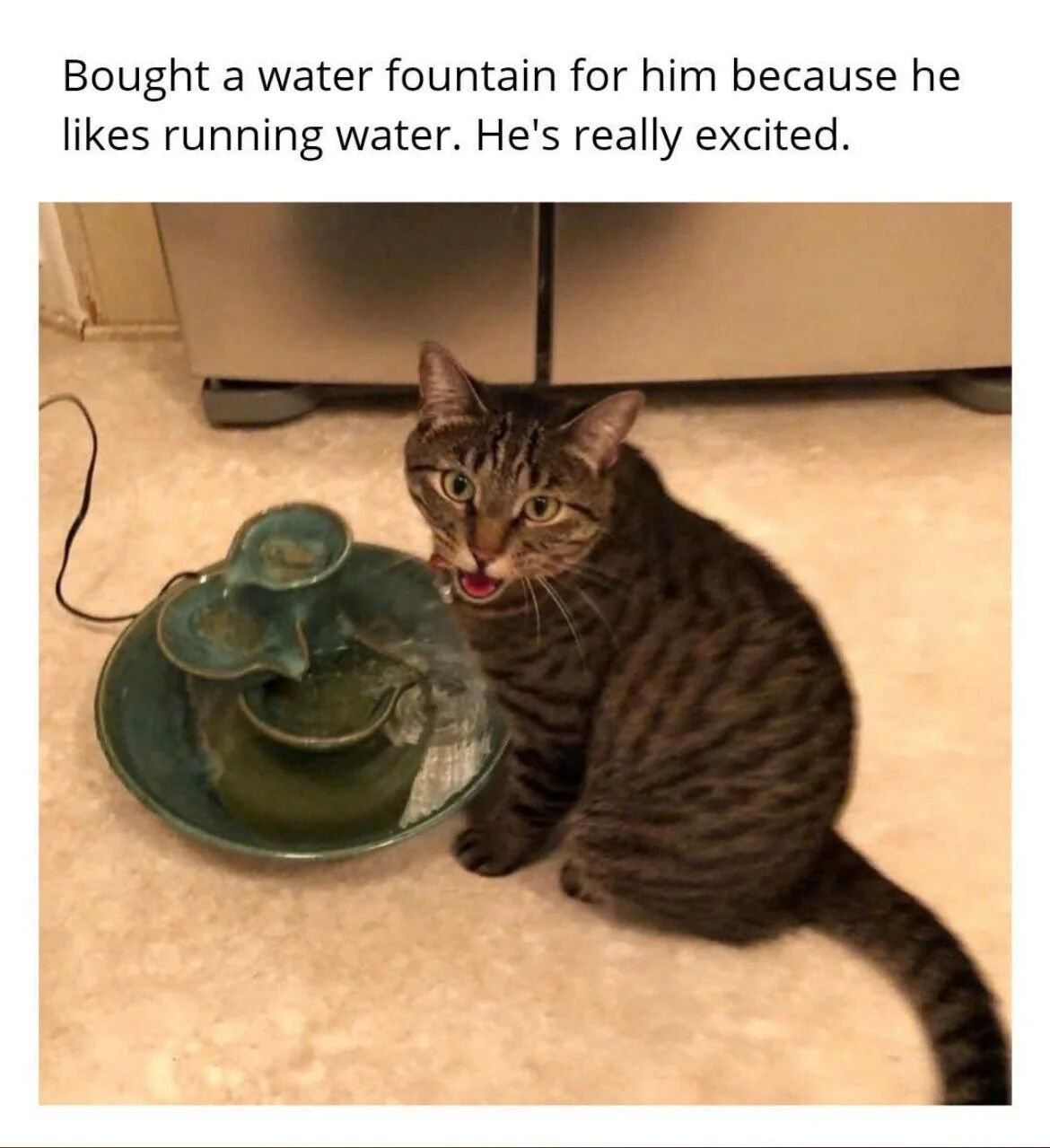 A heartwarming image featuring a tabby cat with a striped coat sitting on a tiled floor next to a green water fountain. The cat appears excited, with its mouth open and wide eyes directed at the fountain. Behind the cat is a stainless steel refrigerator. Above the image, there is a text overlay that reads: 'Bought a water fountain for him because he likes running water. He's really excited.' The scene captures a wholesome moment of a pet reacting joyfully to a new gift from its owner.