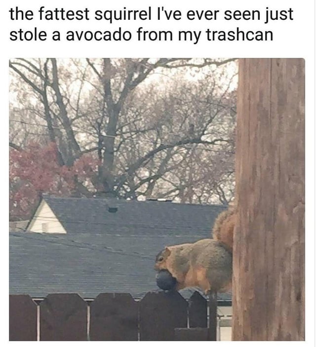 The meme consists of a line of text at the top followed by a candid outdoor photograph. The top text states 'the fattest squirrel I've ever seen just stole a avocado from my trashcan'. The photo shows a noticeably very plump squirrel perched on the edge of a dark wooden fence, positioned partially next to a thick wooden utility pole, holding an entire dark avocado in its mouth. The background displays a residential neighborhood, including a house with a dark shingled roof, bare deciduous trees typical of late autumn, a small patch of remaining red leaves on one tree, and an overcast sky. The humor comes from the clear correlation between the squirrel's unusually large size and its habit of stealing discarded food like avocados from residential trash cans, which aligns with the original title note that 'Refuse keeps it well fed'.