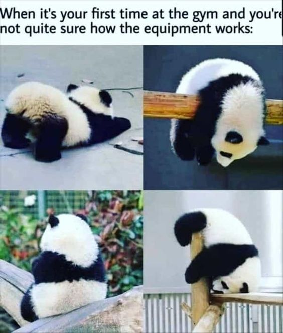 A 2x2 collage meme featuring four panda cubs in various awkward positions, paired with the top text: 'When it's your first time at the gym and you're not quite sure how the equipment works:'. Each panda appears confused and unsure, mimicking the experience of a first-time gym-goer struggling with unfamiliar equipment. The top-left panda lies awkwardly on concrete, the top-right clings to a wooden beam, the bottom-left sits hunched on a rock surrounded by greenery, and the bottom-right hugs a pole—all displaying endearing, relatable awkwardness.