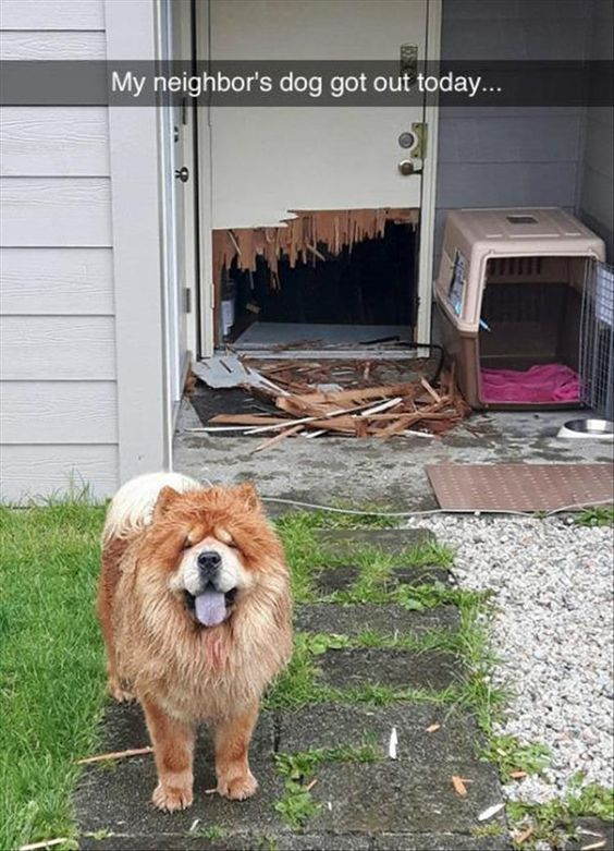 This meme features a fluffy, light-brown Chow Chow dog standing on a stone pathway in front of a residential house, looking directly at the camera with its tongue out and a seemingly proud, pleased expression. Behind the dog, the lower section of a wooden front door is completely torn and broken, with splintered wood pieces scattered across the concrete porch. A text overlay at the top of the image reads: "My neighbor's dog got out today...". The humor comes from the ironic twist: instead of the dog being the one that escaped (with an intact door), the visual evidence clearly shows the dog is the culprit behind the destroyed door, implying it either broke out or in, and the "neighbor's dog" mentioned is the very dog in the frame. The joke highlights the contrast between the cute, innocent appearance of the dog and the chaotic, destructive damage it has caused, which is a relatable funny moment for pet owners or anyone who has dealt with mischievous animals.