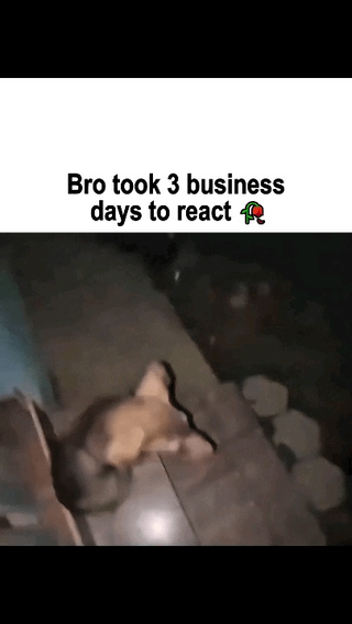 This meme has a white top banner with the text "Bro took 3 business days to react" paired with a snail emoji, placed above a low-resolution, blurry still of a light brown dog lying stationary on a flat surface. The core joke compares the dog's extremely delayed, seemingly unresponsive state to digital media buffering, and leans into the common humorous trope of exaggerating slow response times with the corporate "3 business days" delay phrasing and snail emoji to further emphasize slowness.