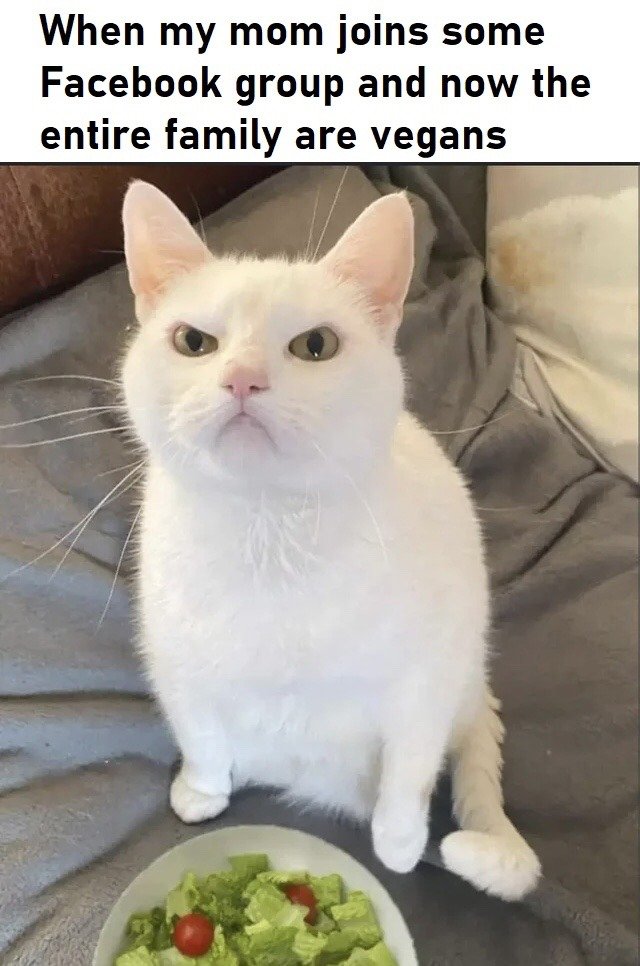 This is a single-panel reaction meme. At the top, black text on a white background reads 'When my mom joins some Facebook group and now the entire family are vegans'. Below the text, a fluffy white cat with an annoyed, grumpy facial expression sits upright on a soft grey blanket, staring disapprovingly at a small plate of green salad with two cherry tomatoes placed in front of it. The humor comes from the relatable scenario of a parent adopting a new lifestyle trend after seeing it on social media, then imposing it unilaterally on the whole family, with the cat representing the annoyed family members who do not want to follow the new vegan diet.