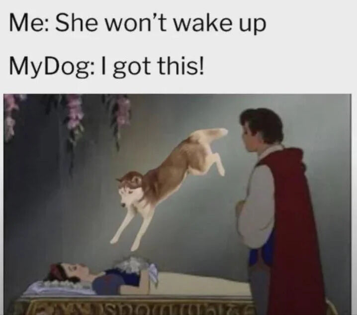 This is a wholesome, humorous meme that remixes the iconic scene from Disney's *Snow White and the Seven Dwarfs* where Prince Florian wakes Snow White with a kiss. In this edited version, a husky dog is substituted in place of the prince's kiss, leaping towards Snow White. The captions above the image set up the joke:
- "Me: She won't wake up"
- "My Dog: I got this!"
The meme plays on relatable pet behavior—pets often use enthusiastic, silly methods to wake their owners—subverting the classic fairy tale trope with lighthearted, cute humor.