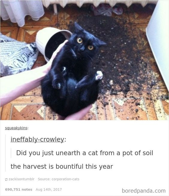 This meme is a combination of a photograph and a Tumblr comment screenshot. The top portion shows a black cat with wide, startled eyes being held up by two hands, sitting amidst a large mess of spilled potting soil on a tiled floor; an overturned white plant pot is visible in the background, indicating the cat got into the soil and made a mess. The bottom portion is a screenshot of a Tumblr thread, where user "ineffably-crowley" jokes with a pun: *"Did you just unearth a cat from a pot of soil the harvest is bountiful this year"*. The humor comes from wordplay: framing the cat (who was in the soil pot) as if it were a crop being harvested, replacing a typical plant with a silly, unexpected subject. The cat's shocked expression amplifies the joke, making it look like it was indeed just "dug up" unexpectedly.