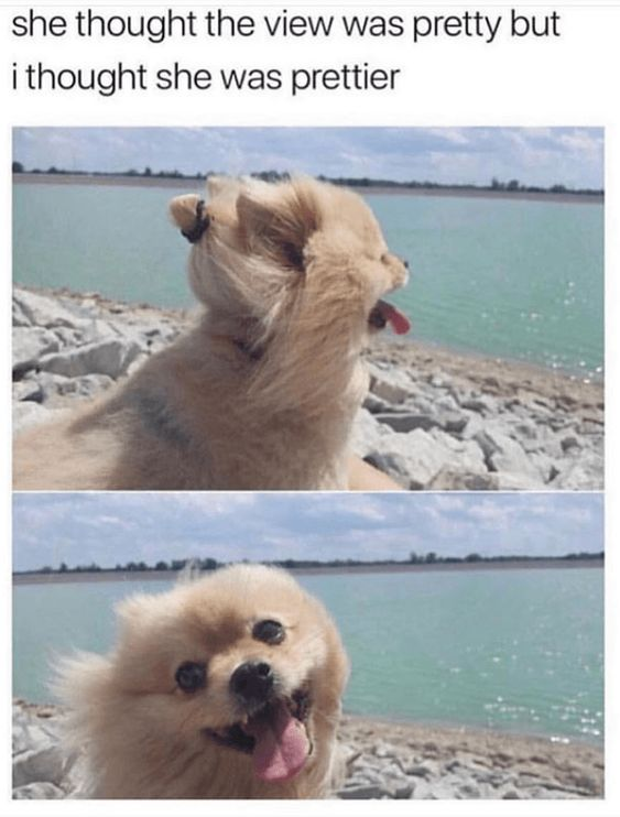 This is a two-panel wholesome meme featuring a fluffy Pomeranian dog. The top panel shows the dog sitting on a rocky shore, gazing out at a calm turquoise lake, with its fur styled into two small ponytails. Above the panels, the text reads: "she thought the view was pretty but i thought she was prettier". The bottom panel captures the dog turning its head toward the camera with a joyful, goofy expression—tongue out, eyes wide—reacting as if it heard and appreciated the affectionate compliment. The joke relies on personifying the dog, framing the human's fondness for the pet as a sweet, romantic-like compliment, creating a warm, humorous, and endearing moment.