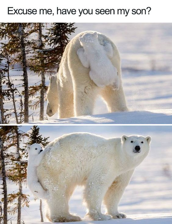 This is a two-panel wholesome funny meme. At the top of the image, text reads the question "Excuse me, have you seen my son?". The first panel shows an adult polar bear walking away from the viewer through a snowy arctic landscape with evergreen trees, where the polar bear cub clinging to the adult's rear back blends in and is hard to spot from this angle. The second panel shows the adult polar bear turning to face the camera directly, revealing the baby cub is indeed clinging to its lower back/hip, right where it was hidden in the first panel. The joke plays on the adult asking for its missing child, when the child is actually hidden right on the adult's own body, which is both silly and heartwarming.