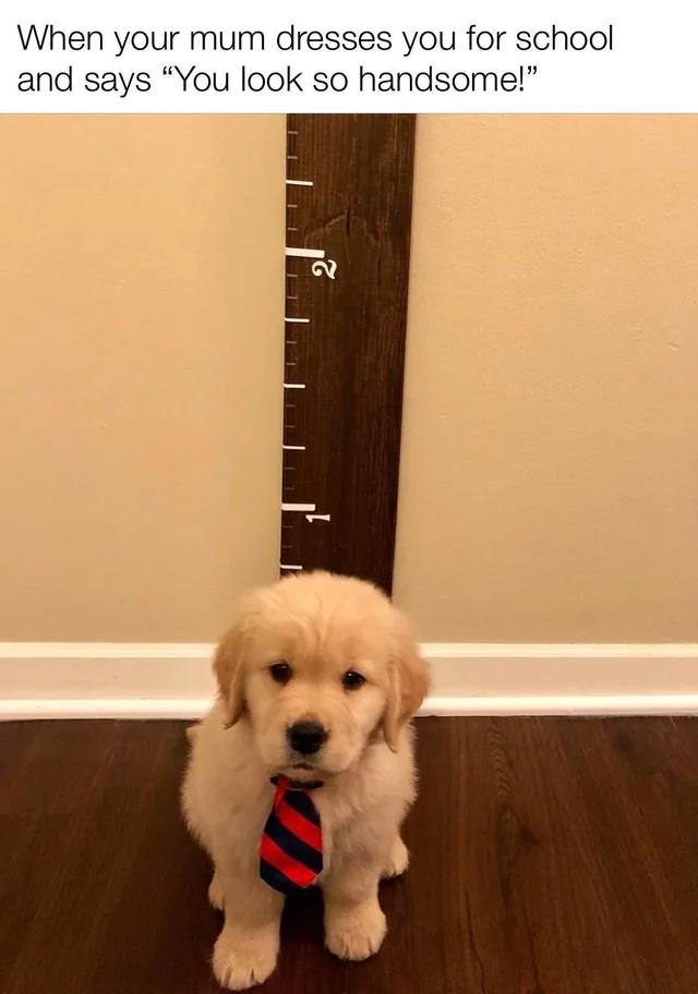 The meme features a top text caption above a photo of a very young, fluffy light golden retriever puppy. The puppy is sitting on a dark brown wood-grain floor in front of a cream-colored wall with a wooden height-measuring ruler mounted behind it, marking heights 1 and 2 feet. The puppy is wearing a tiny red and dark navy blue striped necktie, and has a slightly glum, unimpressed, awkward expression facing the camera directly. The joke is relatable to the common childhood experience where a parent dresses a young child for school, tells the child they look very nice, but the child feels silly or embarrassed by the outfit they were made to wear, with the overdressed puppy embodying that awkward, unimpressed feeling perfectly.