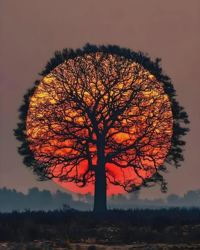 This is a visually striking nature photograph captured in the Netherlands. It shows a giant, vivid orange-red setting sun perfectly positioned directly behind a leafless tree, forming a bright circular backdrop that frames the dark, intricate silhouette of the tree's sprawling branches. The foreground consists of dark, misty low-lying vegetation, with a hazy distant treeline visible at the horizon, and a soft dusky pink sky surrounding the sun, creating an almost surreal, incredibly beautiful natural scene.