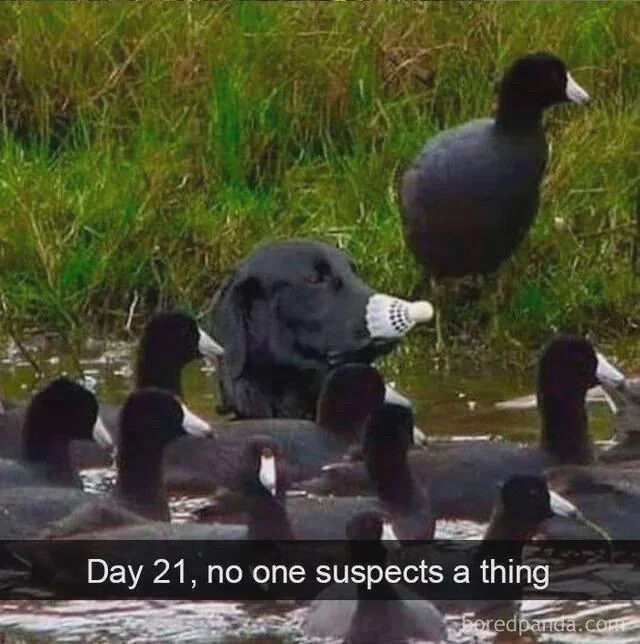 A humorous edited photograph featuring a black dog with a duck's white beak photoshopped onto its face, sitting partially submerged in water among a group of real ducks. The dog appears to be blending in with the ducks, with tall green grass visible in the background. At the bottom of the image, a caption reads: 'Day 21, no one suspects a thing,' creating a playful narrative of the dog successfully disguising itself as a duck for 21 days without being detected. The overall tone is lighthearted and wholesome, emphasizing the absurdity and charm of the animal disguise.