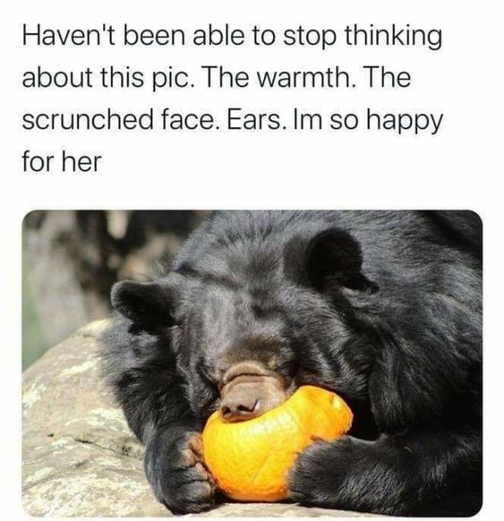 The image consists of a top text block and a photograph below. The text reads: 'Haven't been able to stop thinking about this pic. The warmth. The scrunched face. Ears. Im so happy for her'. Below the text is a color photograph of a black bear lying on a textured rock surface. The bear has its eyes closed, a relaxed expression with a slightly scrunched face, and is holding an orange-colored fruit (possibly a pumpkin or squash) close to its nose and mouth, appearing to nuzzle or hug it. The bear's posture and expression convey contentment and warmth.