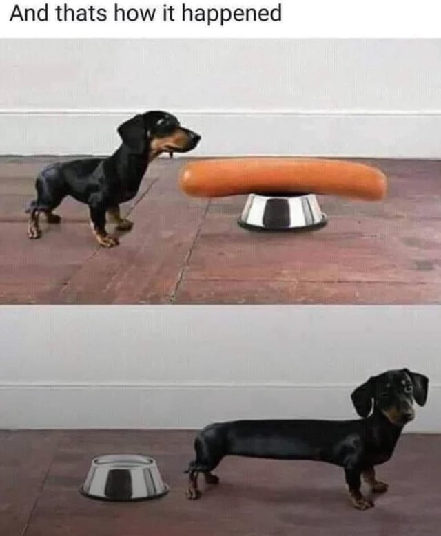 A two-panel meme featuring a black and tan dachshund dog. The top panel shows the dachshund standing on a wooden floor, looking at a large orange sausage placed on a silver dog bowl. The bottom panel shows the same dachshund with an exaggeratedly elongated body, standing next to the now-empty dog bowl. The text at the top of the image reads 'And thats how it happened' (with a typo 'thats' instead of 'that's'). The humor lies in the visual pun: dachshunds are colloquially called 'wiener dogs' due to their sausage-like appearance; the meme jokingly suggests the dog ate the sausage and became longer, reinforcing the breed's nickname.