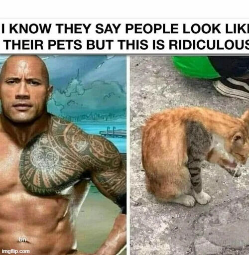 This is a two-panel humorous meme that jokes about the popular saying that owners resemble their pets. The left panel shows shirtless muscular actor Dwayne "The Rock" Johnson, who has a large detailed tribal tattoo covering his right chest and arm. The right panel shows a cat sitting on concrete, with an unusual fur pattern that perfectly mimics The Rock's appearance: an orange fur patch covers most of its body matching The Rock's skin tone and head/torso shape, while a gray striped tabby patch sits on its side/leg matching the position and shape of The Rock's tattoo. The text at the top states that while people say owners look like their pets, this example is ridiculous, pointing out the uncanny resemblance.
