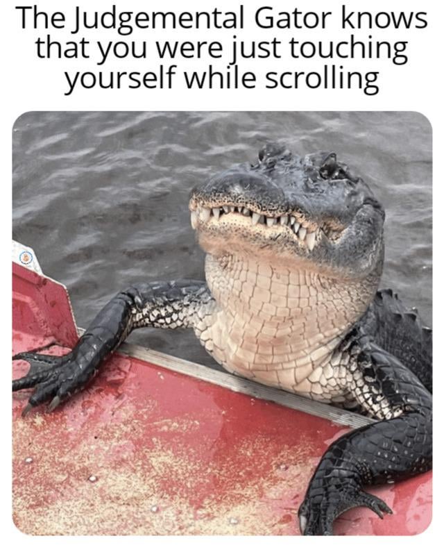 A meme consisting of a photograph of an alligator (referred to as 'The Judgemental Gator') positioned with its front legs resting on the edge of a red boat, set against a water background. The alligator has a stern, almost accusatory expression with its mouth slightly open, revealing teeth. Above the image, bold text reads: 'The Judgemental Gator knows that you were just touching yourself while scrolling.' The humor arises from anthropomorphizing the alligator as a judgmental observer, playfully accusing the viewer of a common, slightly awkward private habit during social media scrolling.