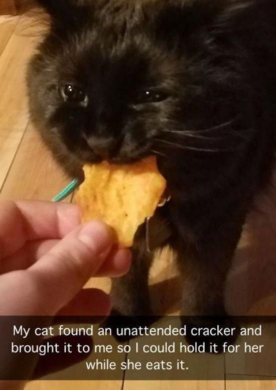 A heartwarming, wholesome photograph captures a black domestic cat holding a cracker in its mouth. A human's hand is holding the opposite end of the cracker, allowing the cat to eat comfortably. The text below the image explains: *My cat found an unattended cracker and brought it to me so I could hold it for her while she eats it.* This moment showcases the trusting, cute behavior of the cat and the gentle bond between the pet and its owner, evoking warm, positive feelings.