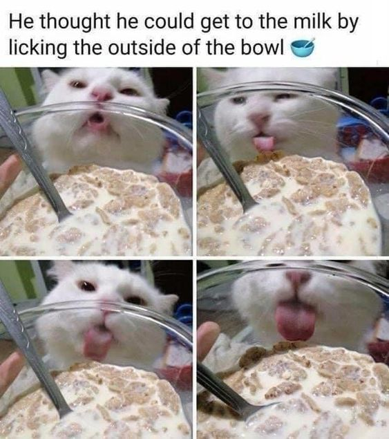 This is a 4-panel meme featuring a white domestic cat attempting to access the milk inside a glass cereal bowl filled with cereal. The top text caption reads: "He thought he could get to the milk by licking the outside of the bowl 🥣". The panels show a sequence of the cat's actions: 1) The cat looks eagerly at the bowl, mouth slightly open. 2) It licks the outer rim of the glass bowl. 3) The cat pulls back, looking confused or disappointed. 4) It sticks its tongue out in obvious frustration at its failed attempt. The humor comes from the cat's flawed, naive logic—licking the outside of the bowl can't possibly get it to the milk inside, making this a relatable, wholesome, and funny animal fail that highlights the silly, curious nature of pets.