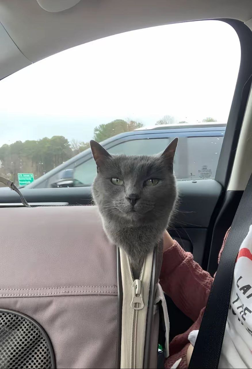 A candid photograph captures a grey domestic cat with an unamused, judgmental expression sticking its head out of a partially zipped pet backpack. The scene takes place inside a car, with another vehicle visible through the window and a person's arm resting beside the backpack. The cat's stern, deadpan look creates a humorous, relatable moment for anyone who has traveled with a pet that seems unimpressed by the experience.