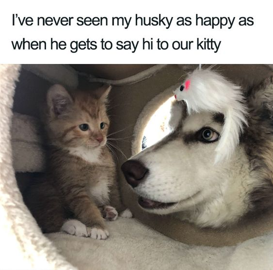 This meme features a photograph of a husky with a white feather cat toy perched on its head, leaning into a cat tree where an orange tabby kitten sits. The top text caption reads: "I've never seen my husky as happy as when he gets to say hi to our kitty". The humor comes from the contrast between the owner's claim of the husky's excitement and the kitten's wary, slightly confused expression, paired with the silly feather toy on the husky's head that makes it look like it's trying to mimic a cat to connect with the kitten. The image is a wholesome, funny take on inter-pet interactions, highlighting the playful dynamic between the two animals.