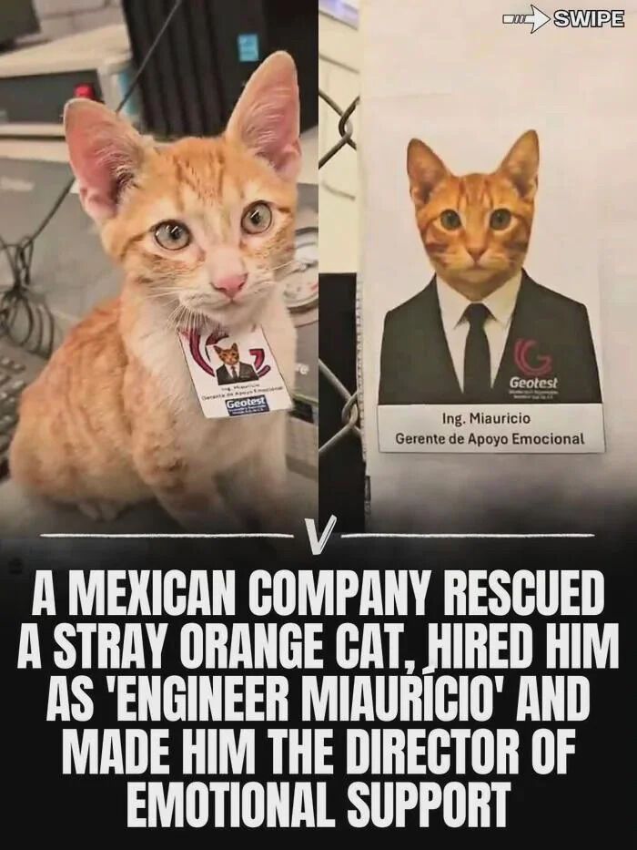 The image consists of two panels with a descriptive text overlay. The left panel shows a real orange stray cat with large, curious green eyes sitting on a surface, wearing a small ID tag around its neck that features a tiny image of the cat in a suit. The right panel is an edited ID card for 'Ing. Mauricio, Gerente de Apoyo Emocional' (Engineer Mauricio, Emotional Support Manager) at the company 'Geotest', where the cat's face is superimposed onto a human body dressed in a formal black suit with a white shirt and black tie. Below the panels, bold white text on a black background reads: 'A MEXICAN COMPANY RESCUED A STRAY ORANGE CAT, HIRED HIM AS 'ENGINEER MIAURICIO' AND MADE HIM THE DIRECTOR OF EMOTIONAL SUPPORT'. The meme combines real photography of the rescued cat with playful photo editing to create a heartwarming narrative about a company formally employing a stray animal as an emotional support figure.