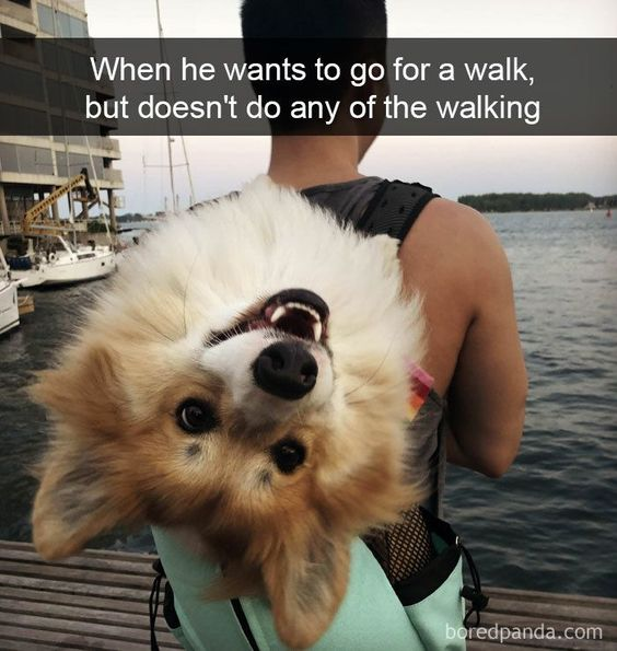 A heartwarming image featuring a person from behind, wearing a backpack that carries a fluffy corgi dog. The corgi is leaning back with its head tilted upwards, displaying a happy expression with its mouth open and tongue slightly visible. The background shows a waterfront with boats docked near a building, suggesting a calm, outdoor setting. A text overlay at the top reads, 'When he wants to go for a walk, but doesn't do any of the walking,' humorously highlighting the dog's desire to be outdoors without exerting effort.