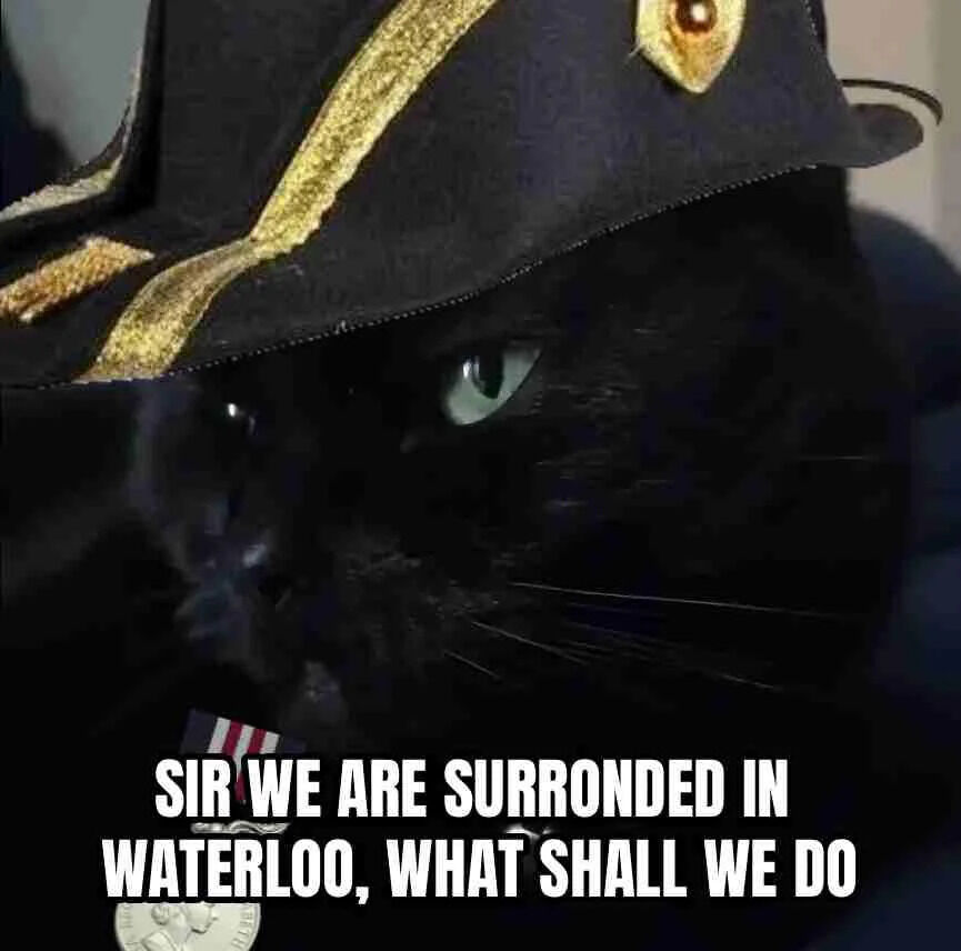 A close-up image of a black cat with striking green eyes wearing a black hat adorned with gold accents, giving it a formal or military-like appearance. The cat has a serious, intense expression. Below the cat, bold white text reads: 'SIR WE ARE SURROUNDED IN WATERLOO, WHAT SHALL WE DO'. The meme humorously juxtaposes the cat's dignified demeanor with a dramatic historical battle scenario (referencing the Battle of Waterloo), creating a lighthearted, funny contrast between the animal and the urgent, formal request.