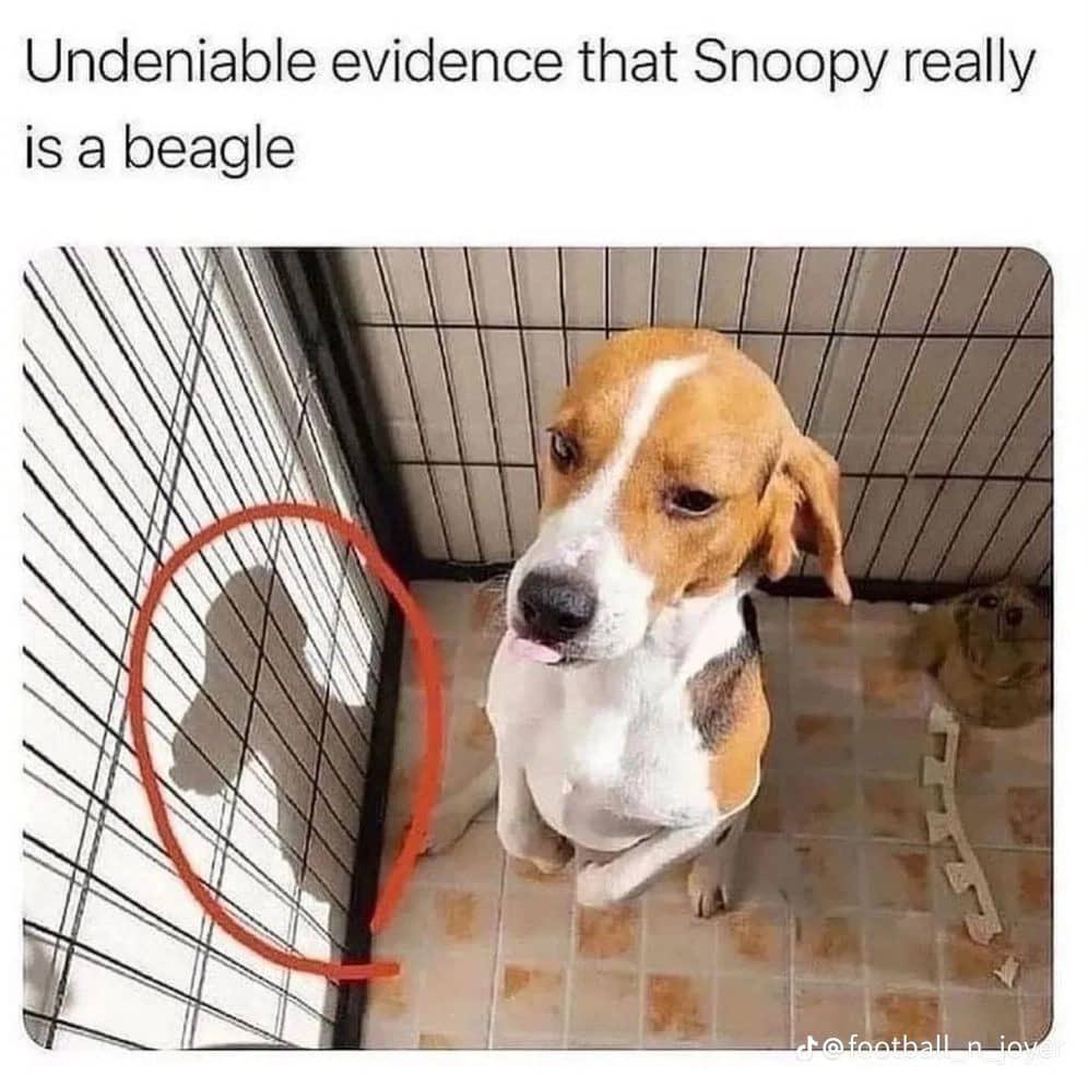 This meme uses a playful visual pun to joke that a real beagle is the iconic cartoon character Snoopy from *Peanuts*. The image shows a real beagle sitting in a wire cage, with its shadow cast on the bars forming the distinct silhouette of Snoopy's head and ears. The top text reads **Undeniable evidence that Snoopy really is a beagle**, emphasizing the humorous coincidence. A red circle draws attention to the shadow, and a small cat sits in the background near a string of treats, adding a minor, cute detail. The joke leans into the recognition of Snoopy's design as a beagle, framing the shadow as 'proof' of the connection.
