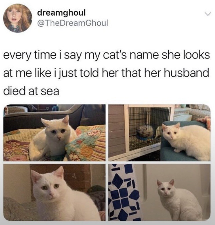 This meme is a screenshot of a post from the X (formerly Twitter) platform. The poster, user @TheDreamGhoul, writes a joking caption saying that every time they call their white cat by her name, the cat stares at them with an expression as if they just told the cat her husband died at sea. Four separate photos of the same all-white domestic cat are included below the text, all showing the cat with a somber, slightly sad, disappointed resting expression looking directly at the camera, matching the over-the-top dramatic description in the caption. The humor comes from anthropomorphizing the cat's neutral, serious resting face as an absurdly disproportionate, dramatic upset reaction to a minor, everyday interaction like hearing its name called.