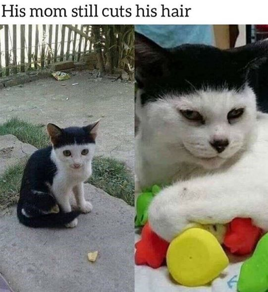 This two-panel meme uses relatable visual humor to joke about adult cats (by extension, people) who still rely on their mothers for haircuts, resulting in an unflattering, childish style. The left panel features a small black-and-white kitten with a clean, distinct black patch on its head, sitting innocently on a concrete outdoor surface and looking directly at the camera. The right panel shows an adult black-and-white cat with an uneven, lopsided hairline across its forehead, lying down with its paw resting on a colorful toy, wearing a grumpy, annoyed expression. The top text "His mom still cuts his hair" ties the two images together, creating a pun that mirrors the human experience of getting an embarrassing haircut from a parent well into adulthood. The cat's frustrated expression amplifies the joke, implying it's unhappy with the poorly done haircut.