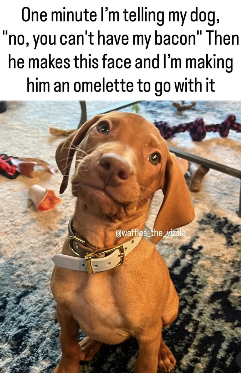 The meme consists of text at the top overlaid above a photograph of a young reddish-brown Vizsla puppy. The top text explains the relatable pet owner experience: the poster first tells their dog they cannot have their bacon, but the dog's cute expression makes them cave so completely they make the dog an omelette to go with the bacon. The puppy is wearing a white and gold collar, sitting upright on a patterned shag rug surrounded by scattered dog toys, looking up at the camera with an irresistibly cute, pleading, slightly pouty expression that perfectly explains why the owner changed their mind.