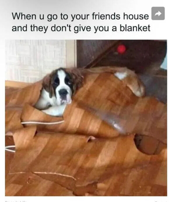 A humorous meme featuring a St. Bernard dog lying on a couch, partially wrapped in a brown blanket. The dog has a mild, resigned expression, with its head and front paws peeking out from the blanket. Above the image, there is a text overlay that reads: 'When u go to your friends house and they don't give you a blanket'. The meme uses the dog's cozy yet slightly discontented appearance to humorously personify the relatable feeling of visiting a friend's home and not being offered a blanket for warmth, creating a lighthearted and relatable joke.