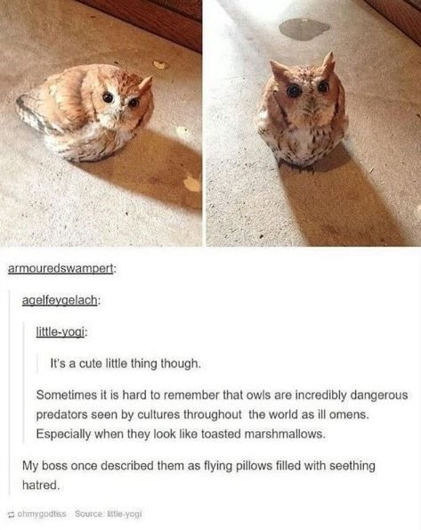 This meme is a two-panel collage featuring a small screech owl whose rounded, fluffy appearance strongly resembles a toasted marshmallow. The first panel shows the owl curled up, looking extra squishy, while the second shows it sitting upright. Below the images is a screenshot of a Tumblr comment thread: 
1. User little-yogi writes: 'It's a cute little thing though.' 
2. A follow-up comment adds: 'Sometimes it is hard to remember that owls are incredibly dangerous predators seen by cultures throughout the world as ill omens. Especially when they look like toasted marshmallows.' 
3. The final top comment states: 'My boss once described them as flying pillows filled with seething hatred.' 
The humor comes from the stark juxtaposition between the owl's adorable, sweet-looking visual (like a toasted marshmallow/flying pillow) and the exaggerated, dark framing of owls as menacing, hateful predators, playing on the contrast between cute aesthetics and cultural stereotypes of owls as bad omens or skilled hunters.