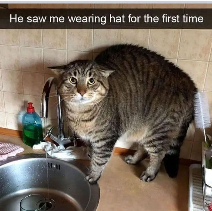 A photograph of a tabby cat standing on a kitchen counter next to a stainless steel sink with running water. The cat has a shocked, wide-eyed expression with dilated pupils, its body slightly hunched, and one front paw resting on the edge of the sink. In the background, there is a blue bottle of dish soap with a red cap, a white towel, and a brush. The text at the top of the image reads, 'He saw me wearing hat for the first time,' humorously implying the cat's startled reaction to seeing its owner in a hat unexpectedly.