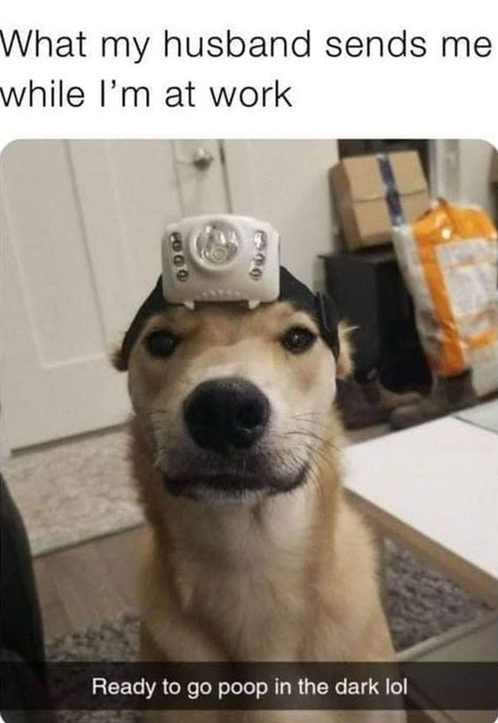This wholesome meme features a real photo of a light brown tan dog sitting and facing the camera, with a white LED headlamp strapped to its head. The top text explains this is a photo the poster's husband sent her while she was away at work, and the caption at the bottom of the photo reads 'Ready to go poop in the dark lol'. It captures a silly, cute domestic moment shared between spouses, centered around their pet.