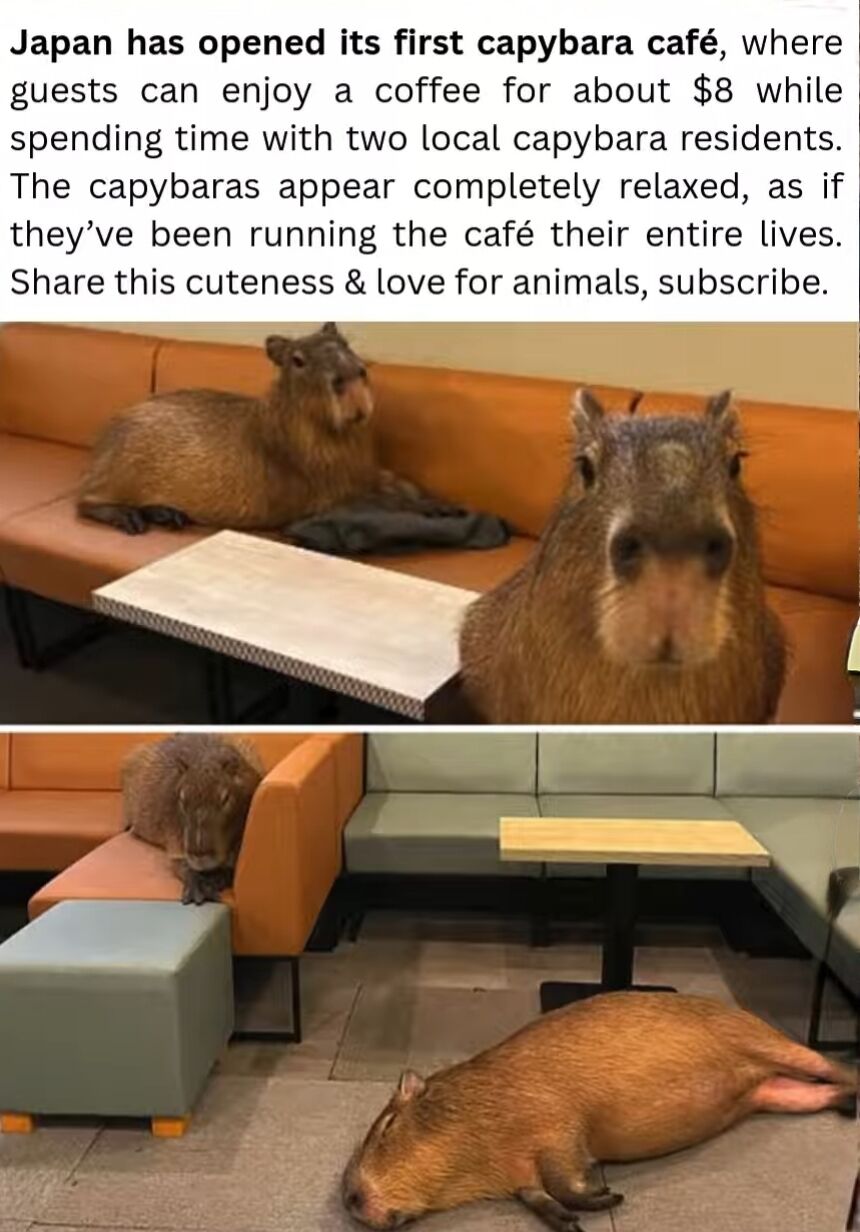 The image consists of a text section followed by two photographs promoting Japan's first capybara café. The top text explains that guests can enjoy coffee for approximately $8 while interacting with two local capybaras, which appear relaxed as if they manage the café. The first photograph shows two capybaras lying on an orange couch with a small table in front, one looking to the side and the other facing the camera. The second photograph depicts a capybara lying relaxed on the floor and another perched on the armrest of a green couch, emphasizing their calm demeanor in the café setting. The text concludes by encouraging sharing the cuteness and subscribing.