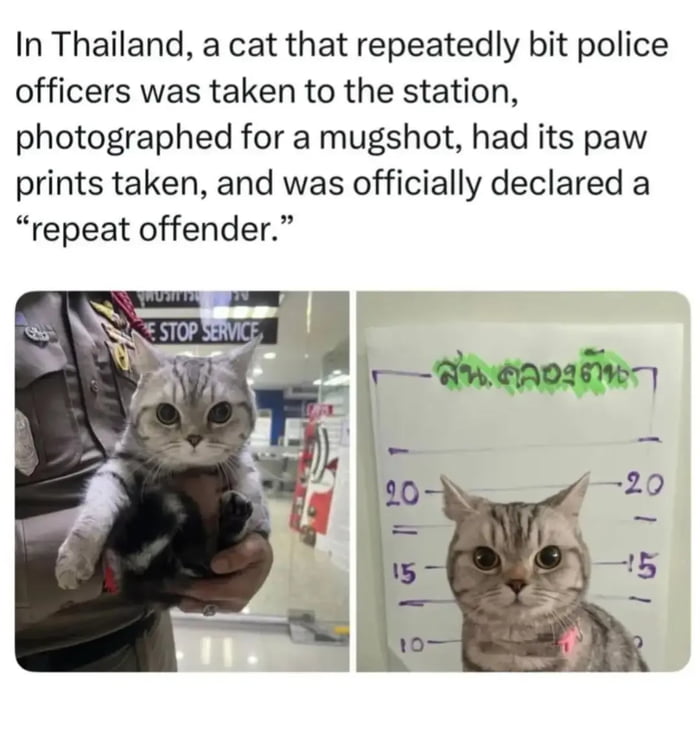 This meme is a two-panel collage paired with explanatory text at the top. The top text states that a cat in Thailand that repeatedly bit police officers was taken to a police station, had a formal mugshot taken, its paw prints recorded, and was officially classified as a repeat offender. The left panel shows a silver tabby cat being held in the arms of a uniformed Thai police officer inside what appears to be a police service area, with a partial "STOP SERVICE" sign visible in the background. The right panel is the cat's official booking mugshot, showing the cat sitting in front of a hand-drawn height chart marked with numbers 10, 15, and 20, with Thai text written at the top of the chart. The cat has wide, neutral eyes facing directly at the camera in both panels. The humor comes from the absurdity of applying formal human criminal justice booking procedures to a small domestic cat, framing the pet as a dangerous, hardened criminal.