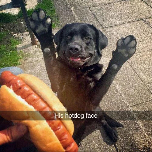 The image captures a wholesome candid outdoor scene: a black Labrador retriever sits on a paved concrete sidewalk next to a patch of green grass, holding both of its front paws fully raised in the air in an enthusiastic celebratory pose. The dog has a happy, eager, smiling expression with its tongue slightly sticking out, looking directly at a hotdog in a bun that a person is holding out to it in the foreground. A text overlay at the bottom of the image reads "His hotdog face", referencing the dog's overjoyed reaction to being offered the food.
